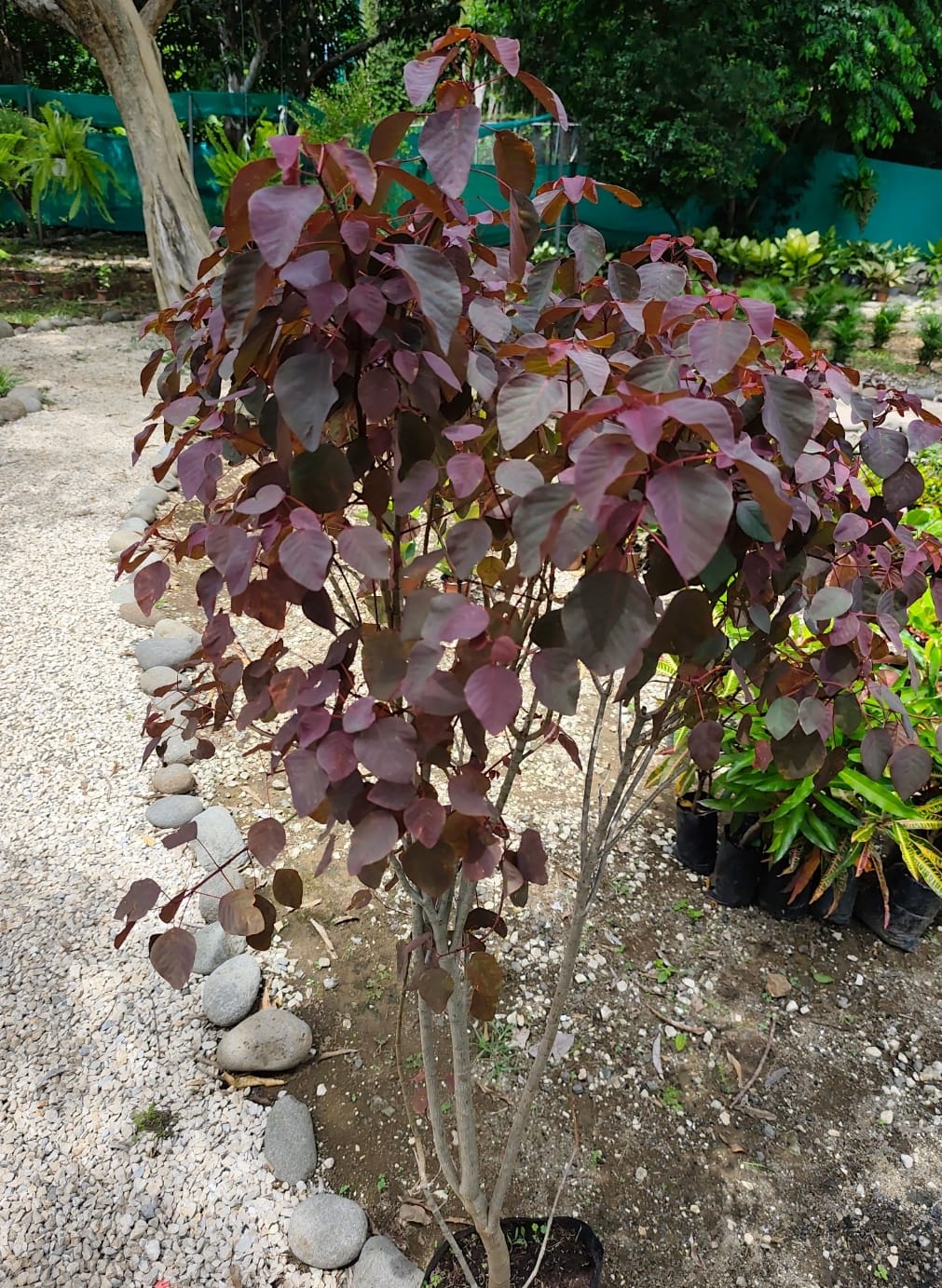 Árbol púrpura
