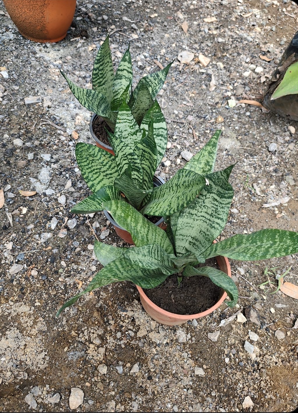 Lengua de suegra enana