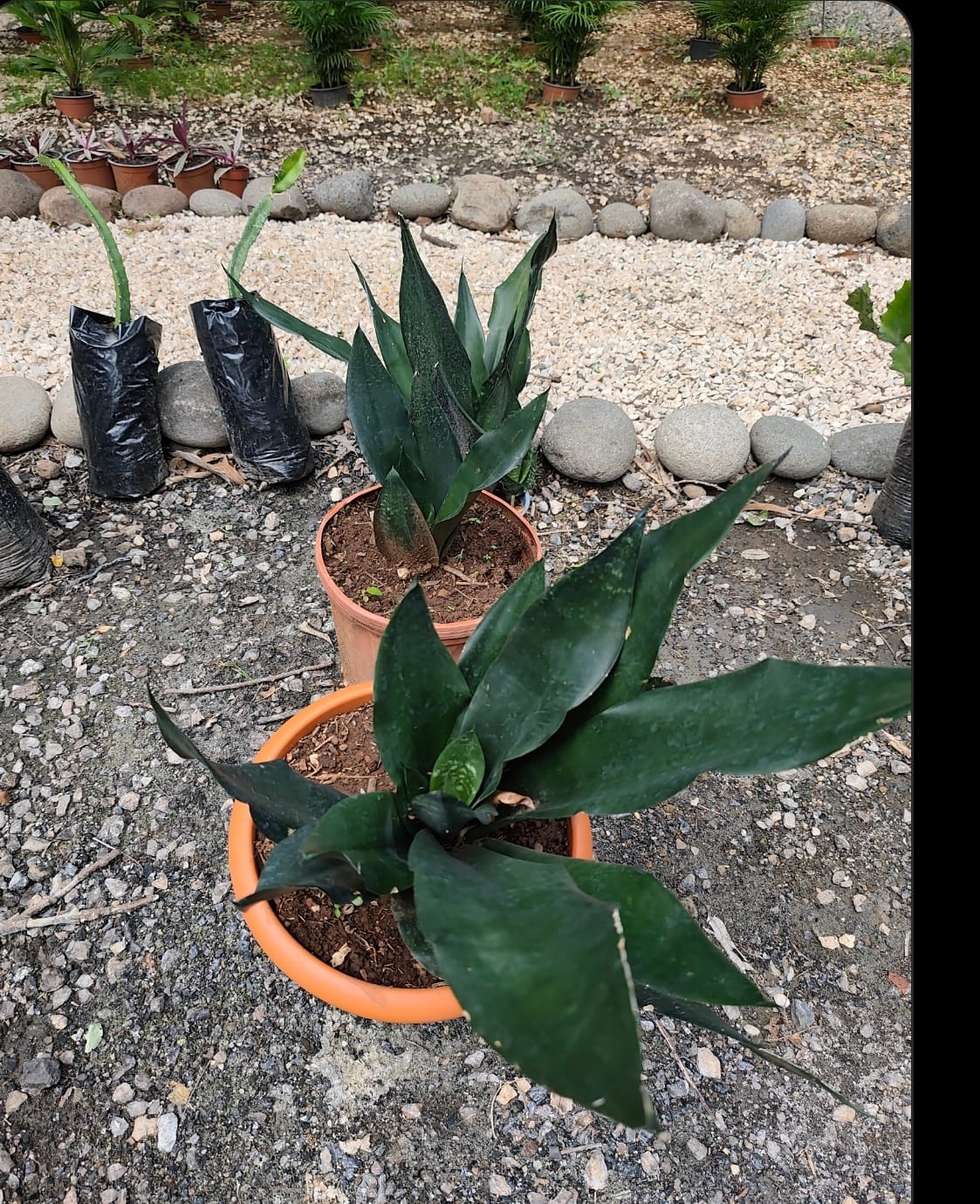 Sansevieria Black Dragon