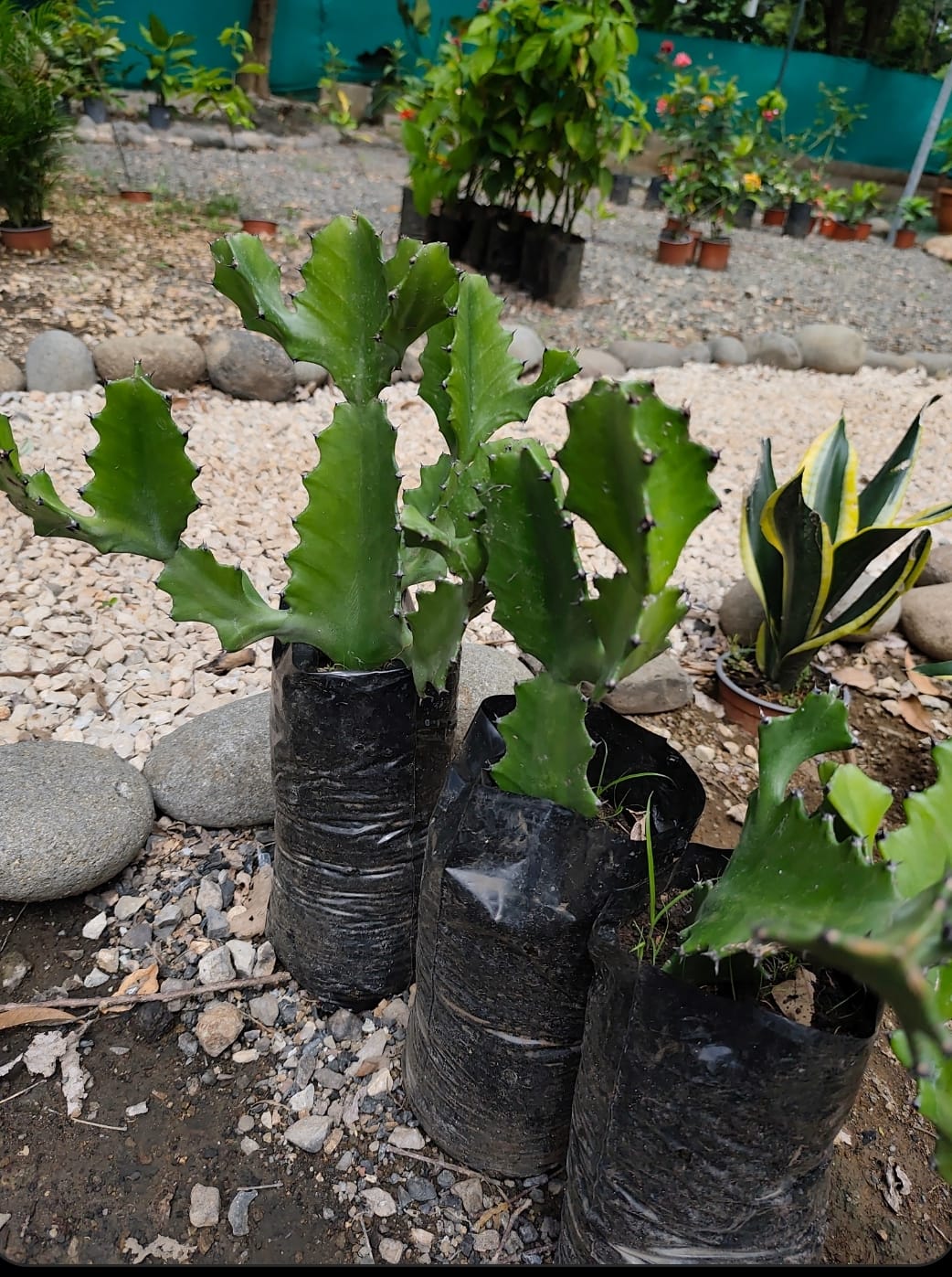Cactus zigzag