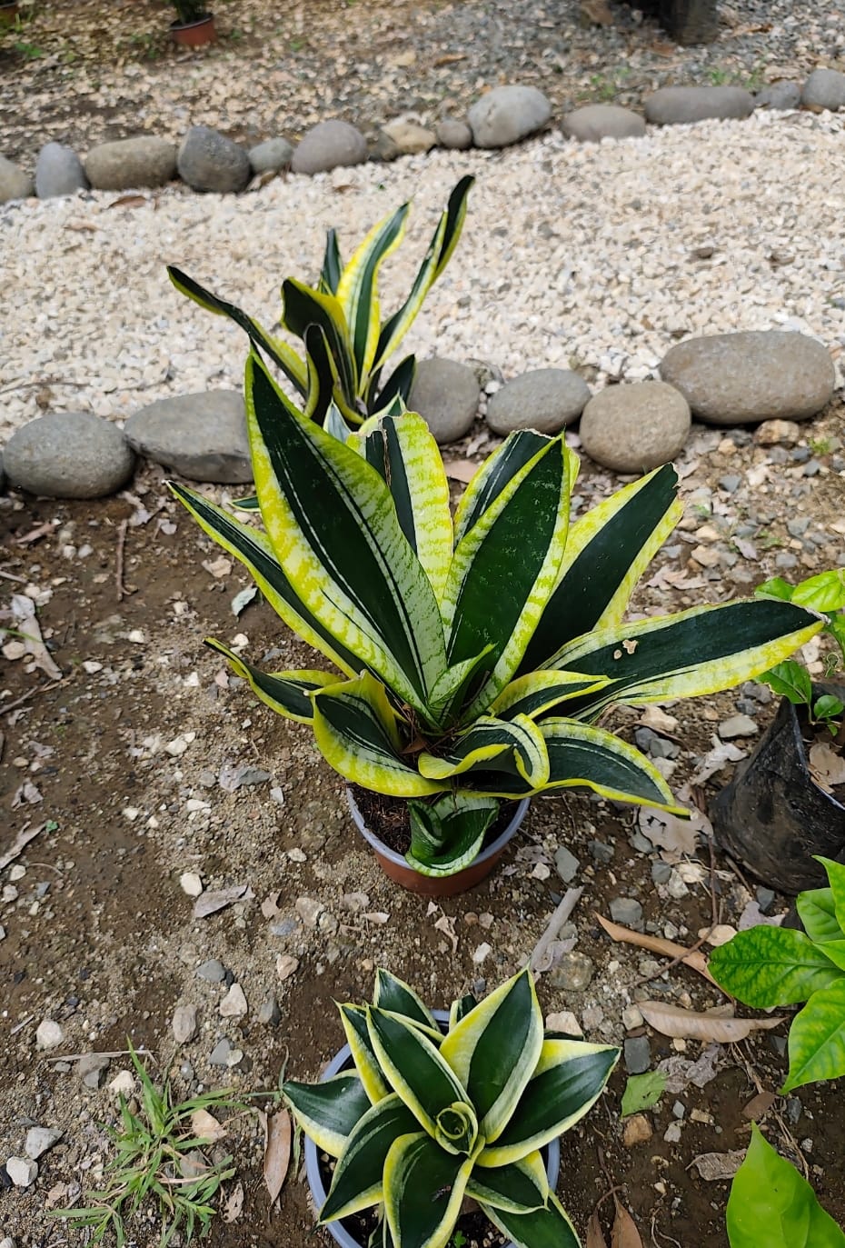 Espada de San Jorge variegada