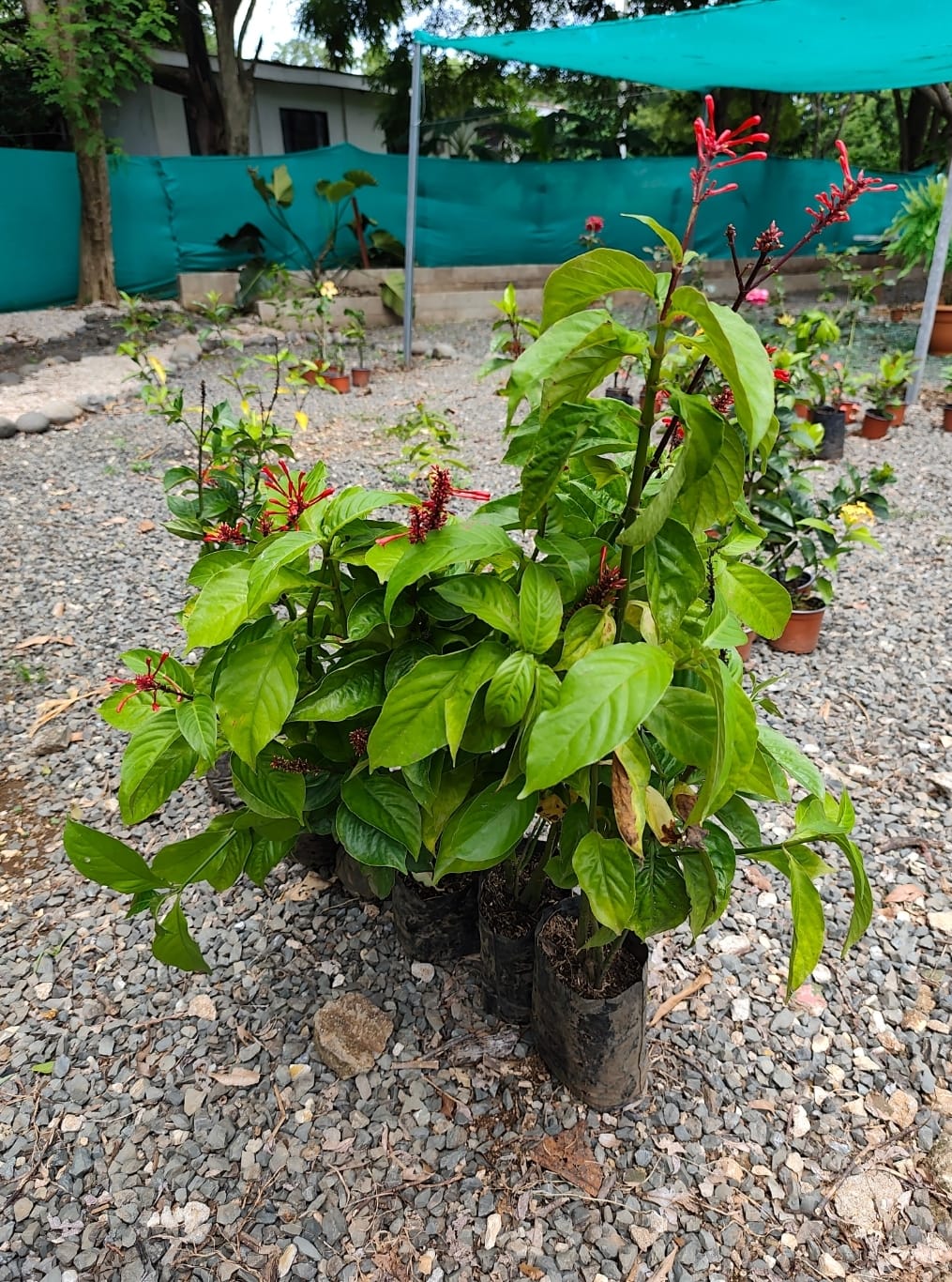 Coralillo