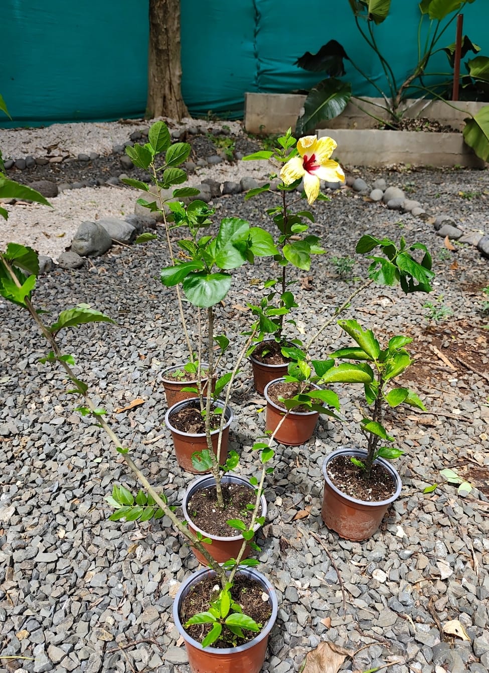 Hibisco, Rosa de China