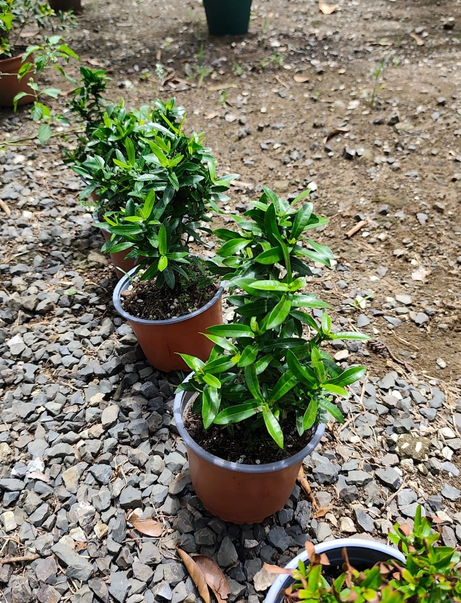 Ixora enana