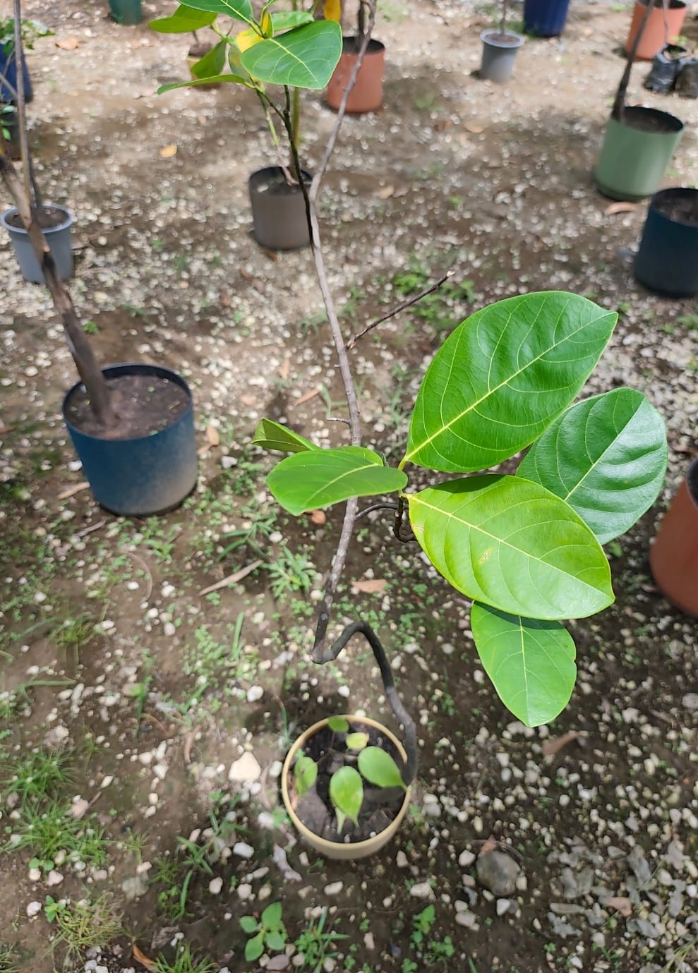Jack Fruit