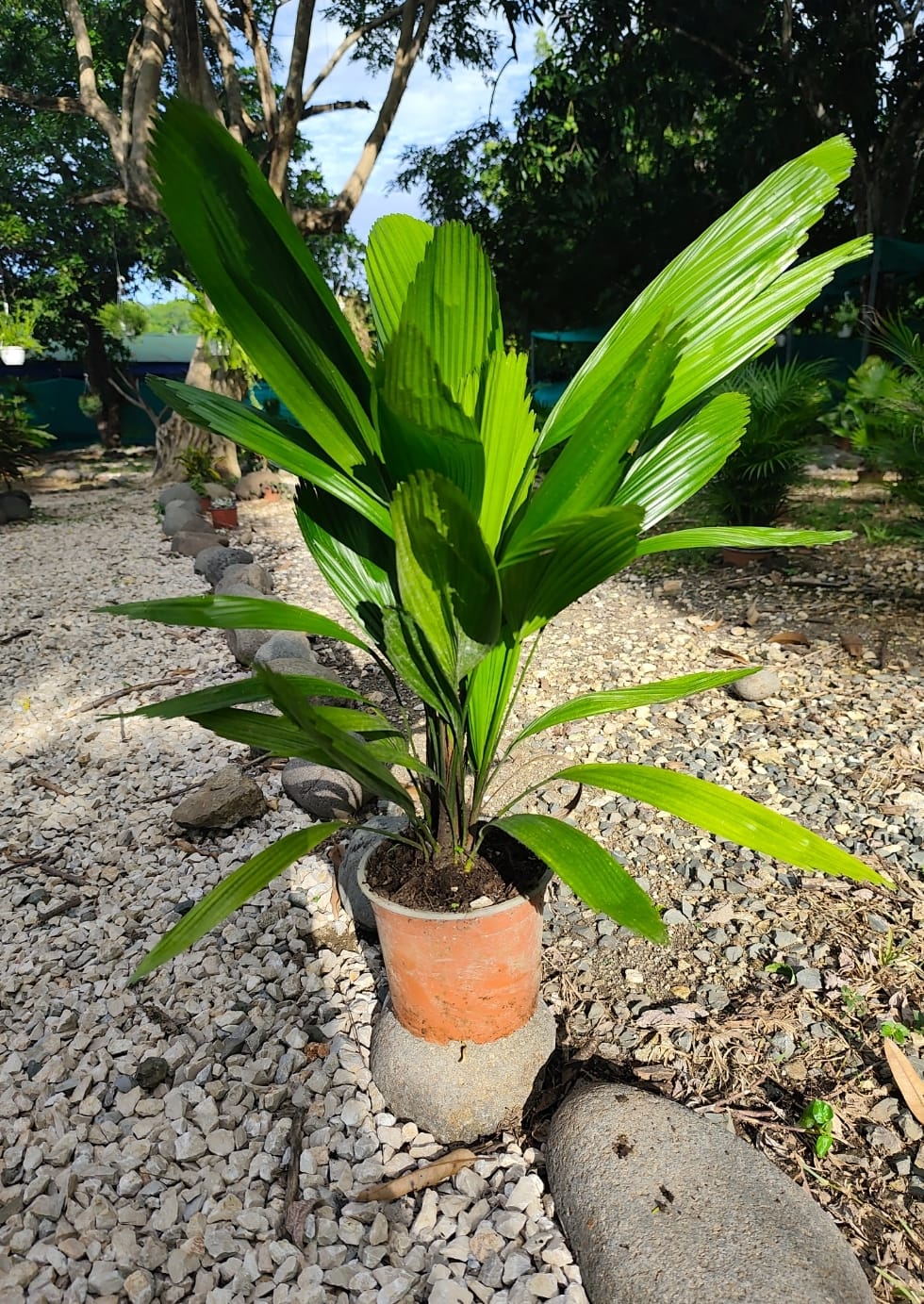 Palma Licuala