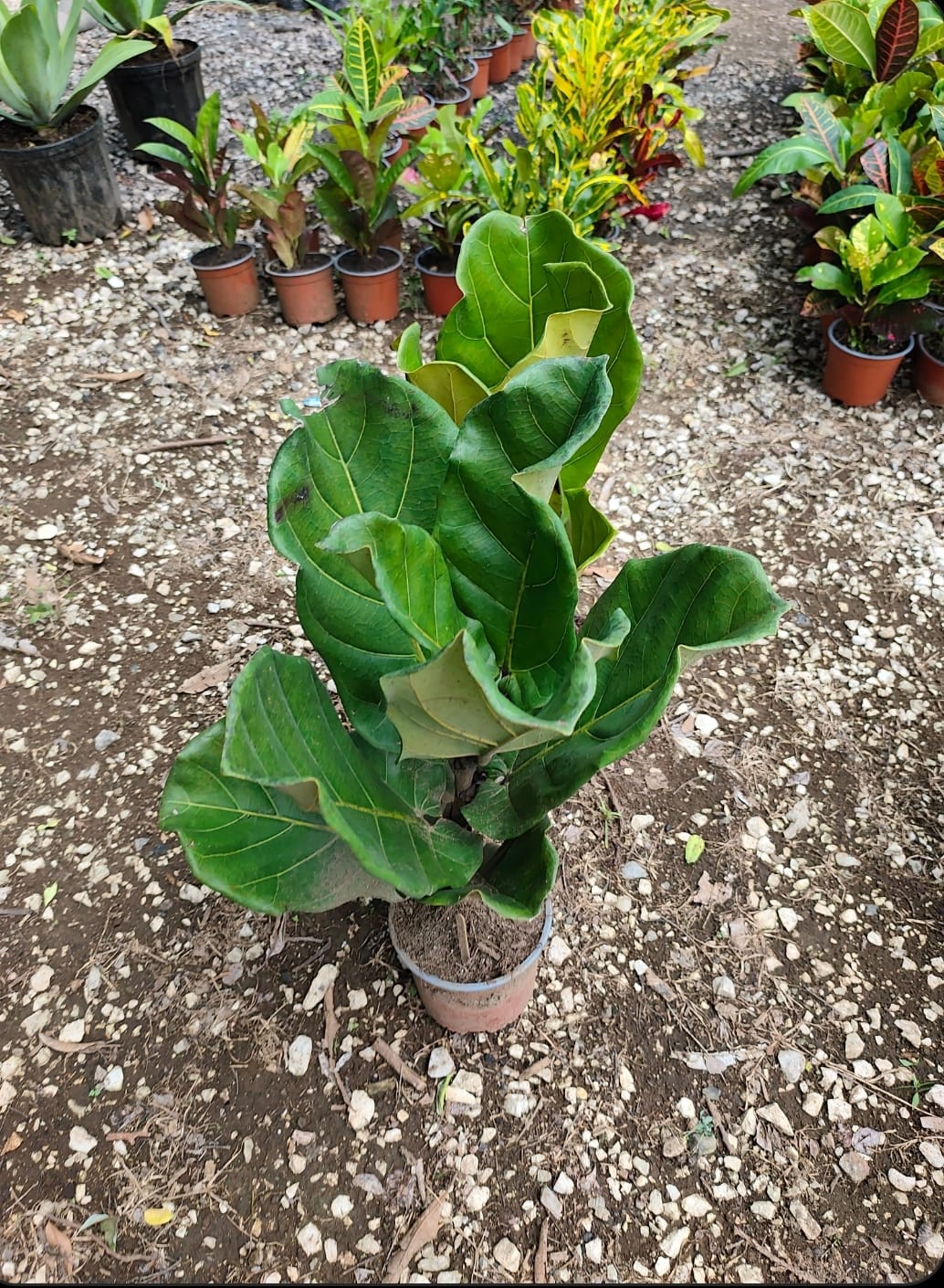 Ficus lyrata