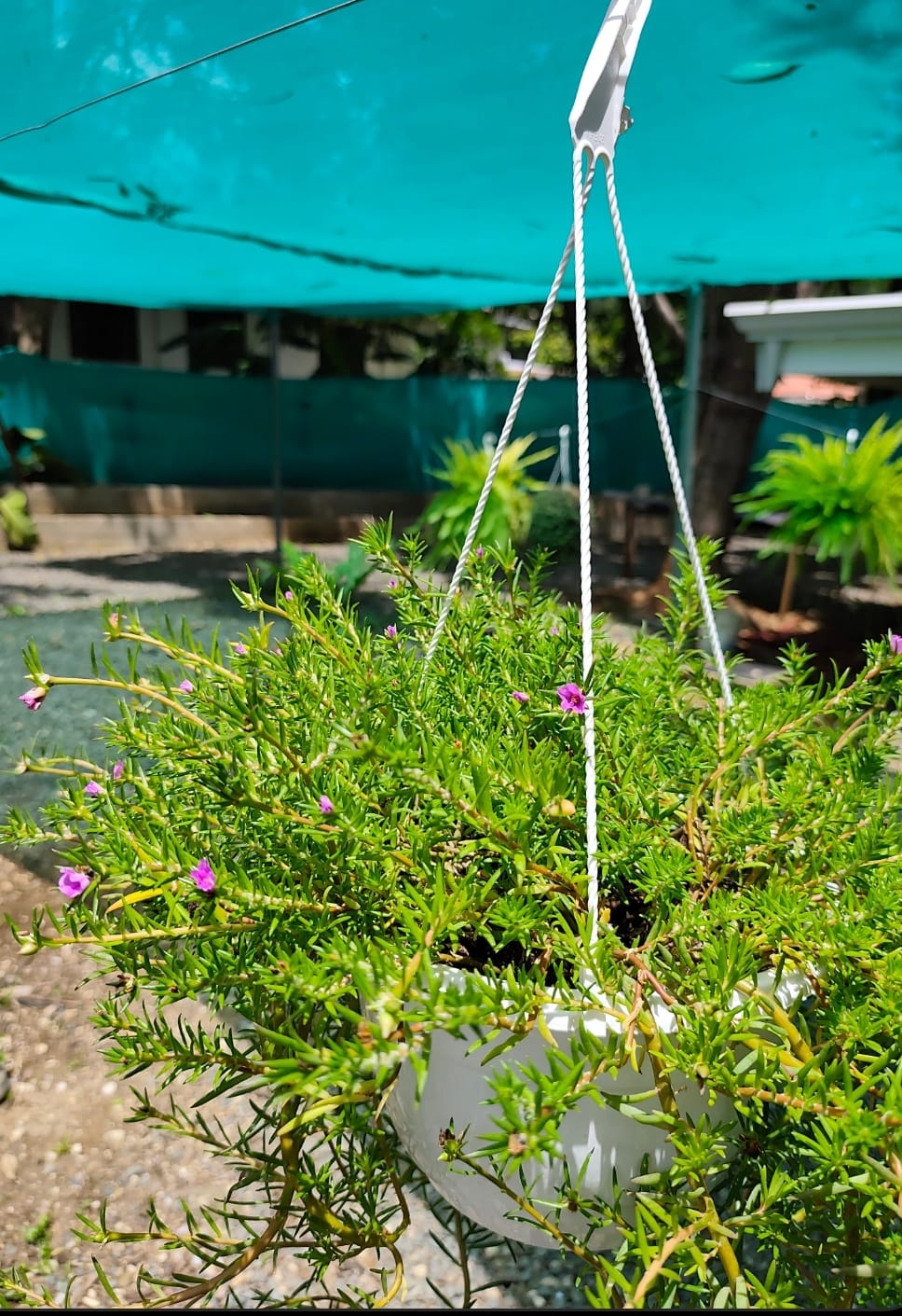 Cuphea mexicana
