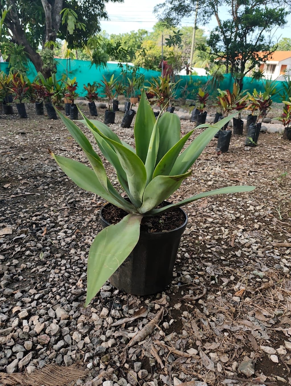Agave attenuata